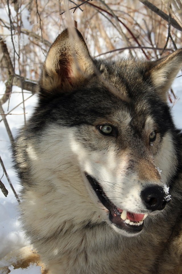 Обои снег, лес, зима, хищник, волк, snow, forest, winter, predator, wolf разрешение 1920x1200 Загрузить