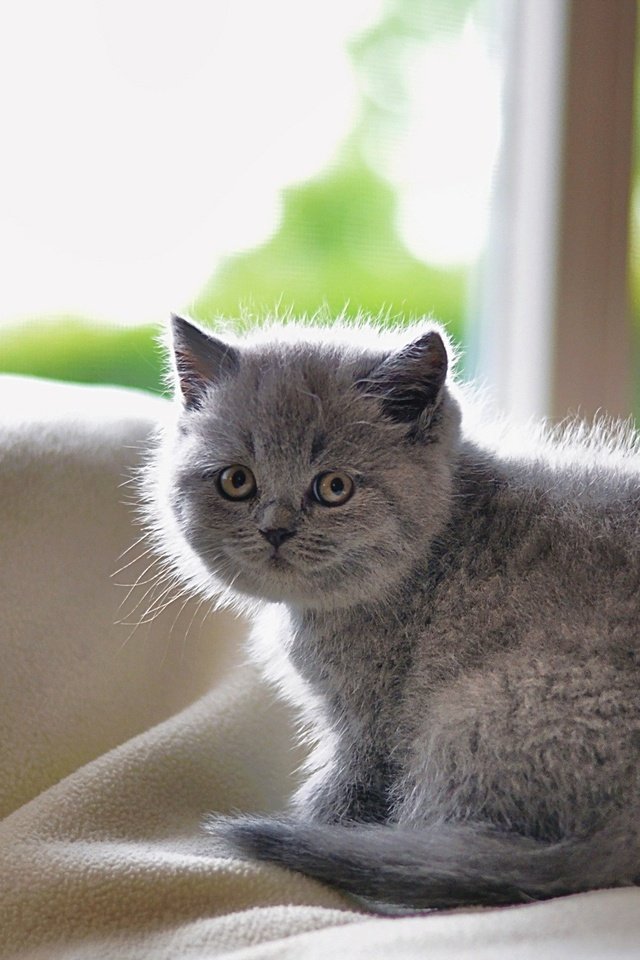 Обои кошка, котенок, порода, короткошерстная, британская, cat, kitty, breed, shorthair, british разрешение 2560x1600 Загрузить