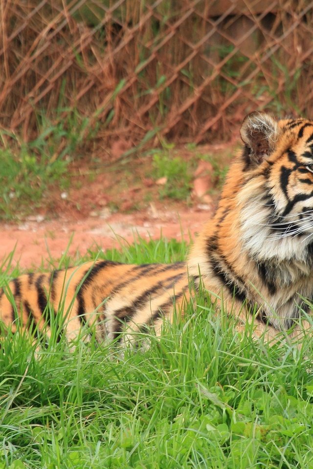 Обои тигр, трава, лежит, хищник, дикая кошка, tiger, grass, lies, predator, wild cat разрешение 2560x1828 Загрузить