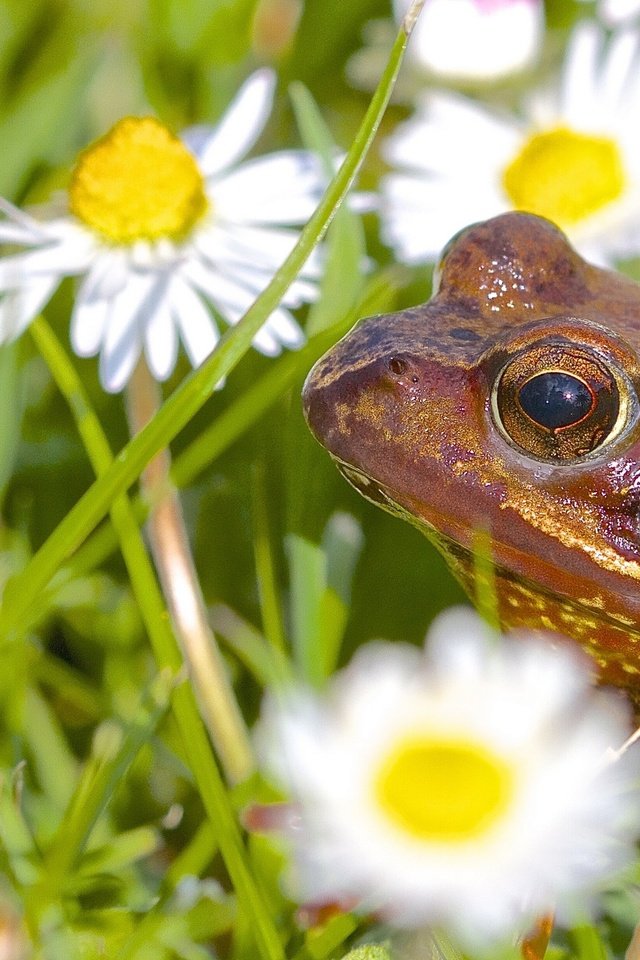 Обои цветы, животные, лягушка, ромашки, flowers, animals, frog, chamomile разрешение 2677x1600 Загрузить