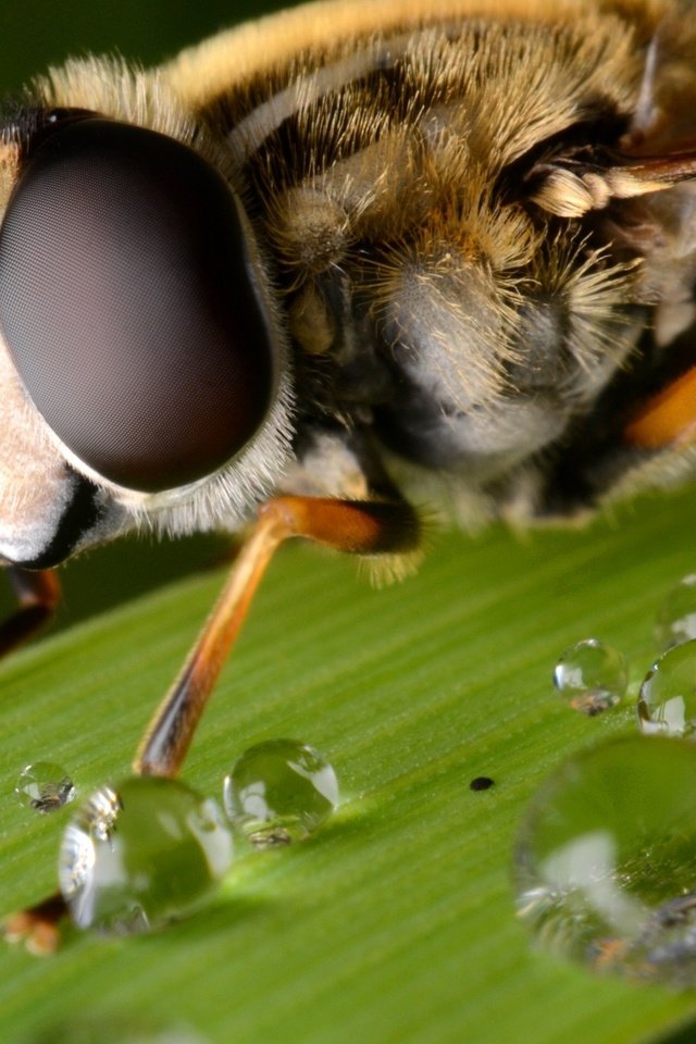 Обои глаза, макро, капли, лист, насекомые, пчела, крупным планом, eyes, macro, drops, sheet, insects, bee, closeup разрешение 2048x1365 Загрузить