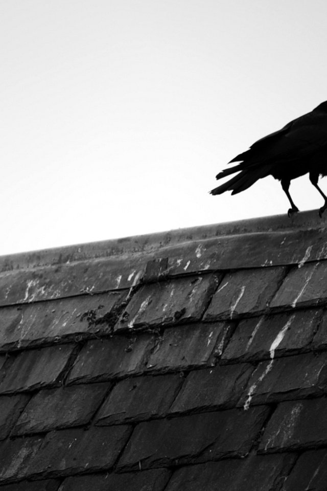 Обои птица, крыша, ворона, черепица, bird, roof, crow, tile разрешение 1920x1200 Загрузить