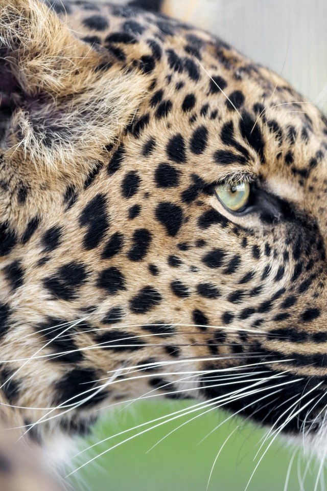 Обои леопард, хищник, профиль, leopard, predator, profile разрешение 3200x2130 Загрузить