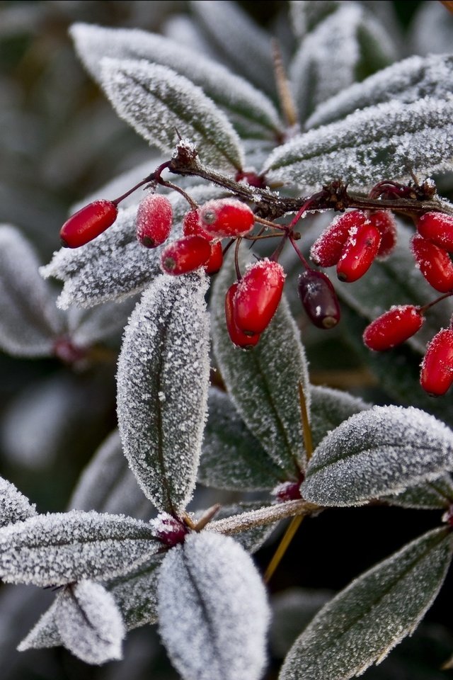 Обои ветка, природа, листья, мороз, иней, ягоды, растение, плоды, branch, nature, leaves, frost, berries, plant, fruit разрешение 2709x1805 Загрузить