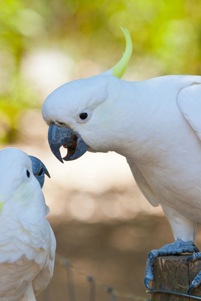 Обои птицы, попугаи, какаду, birds, parrots, cockatoo разрешение 3000x2000 Загрузить