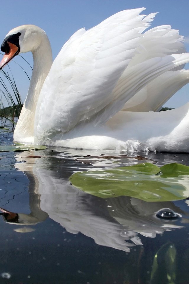 Обои вода, отражение, белый, птицы, лебедь, шипун, water, reflection, white, birds, swan, mute разрешение 2048x1365 Загрузить