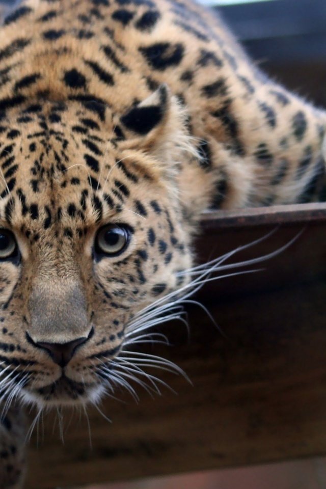 Обои усы, кошка, леопард, хищник, mustache, cat, leopard, predator разрешение 2560x1600 Загрузить