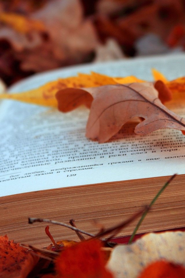 Обои листья, листва, осень, текст, книга, страницы, leaves, foliage, autumn, text, book, page разрешение 2048x1365 Загрузить