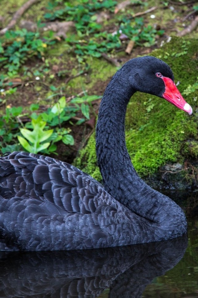 Обои вода, природа, черный, птицы, лебедь, water, nature, black, birds, swan разрешение 1960x1151 Загрузить