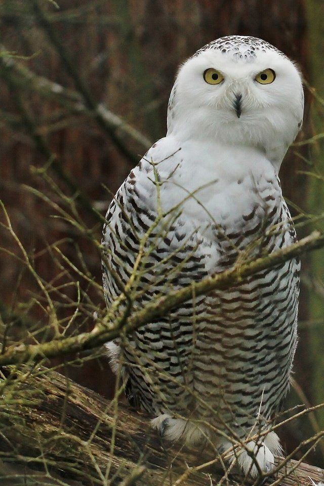 Обои сова, птицы, полярная сова, белая сова, ветки., owl, birds, snowy owl, white owl, branch. разрешение 1920x1440 Загрузить