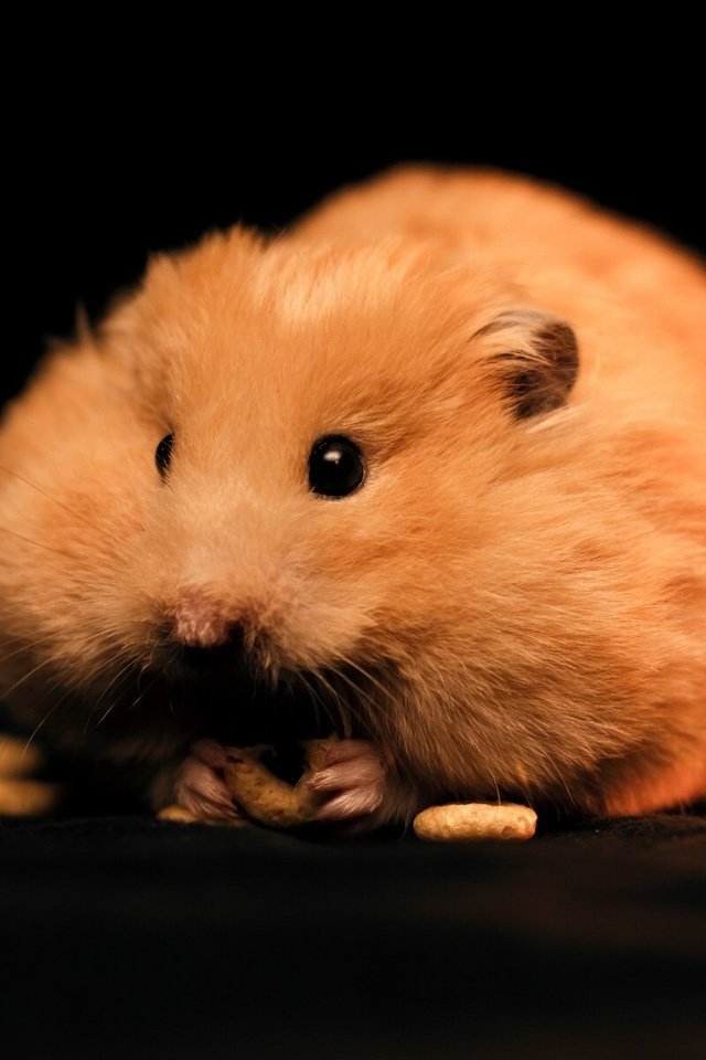 Обои хомяк, толстяк, грызун, hamster, fat, rodent разрешение 1920x1201 Загрузить