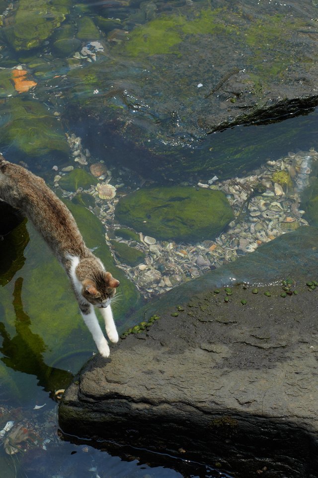 Обои вода, камни, кот, кошка, прыжок, мель, водоросли, water, stones, cat, jump, stranded, algae разрешение 1920x1200 Загрузить