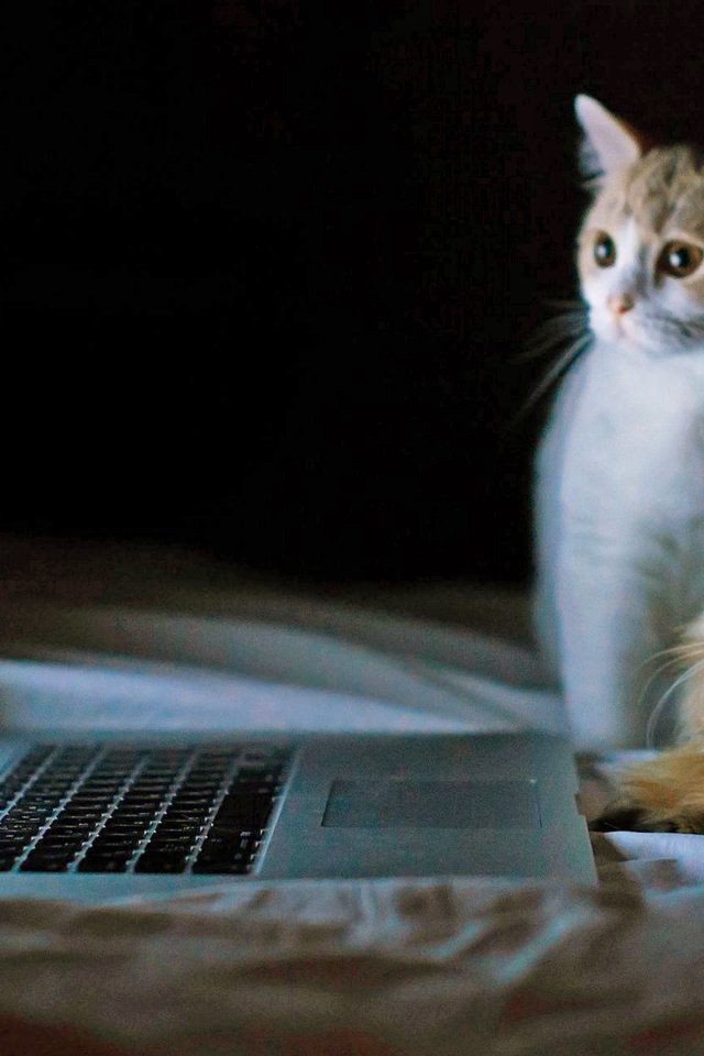Обои кошки, ноутбук, cats, laptop разрешение 2560x1600 Загрузить