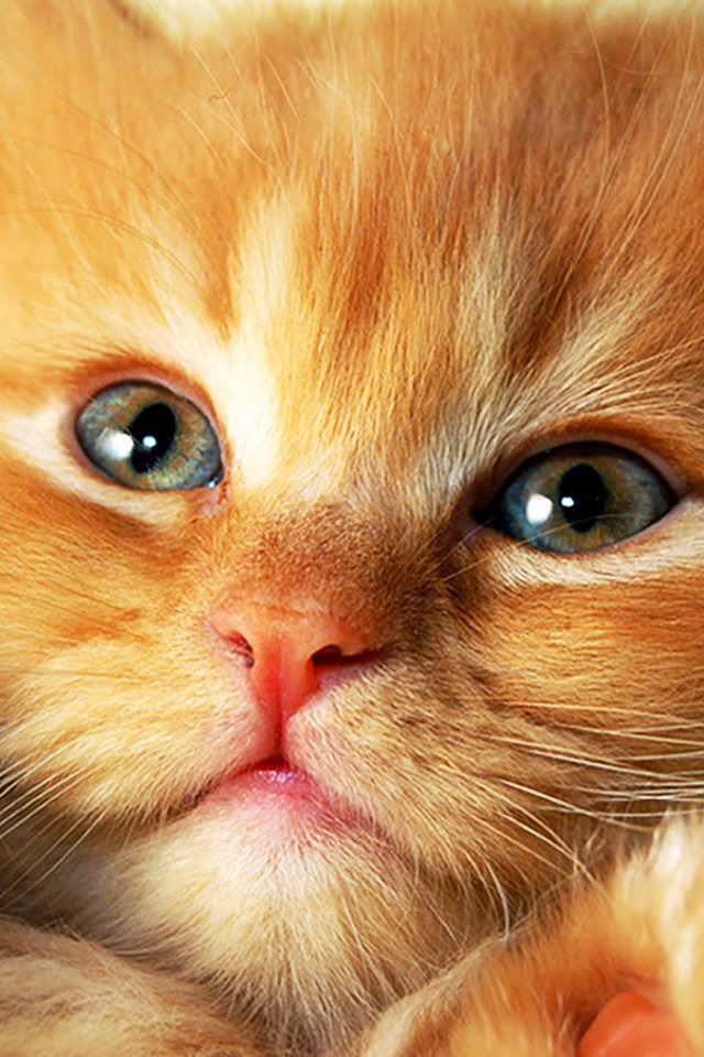 Обои кот, мордочка, кошка, взгляд, котенок, рыжий, cat, muzzle, look, kitty, red разрешение 1920x1327 Загрузить