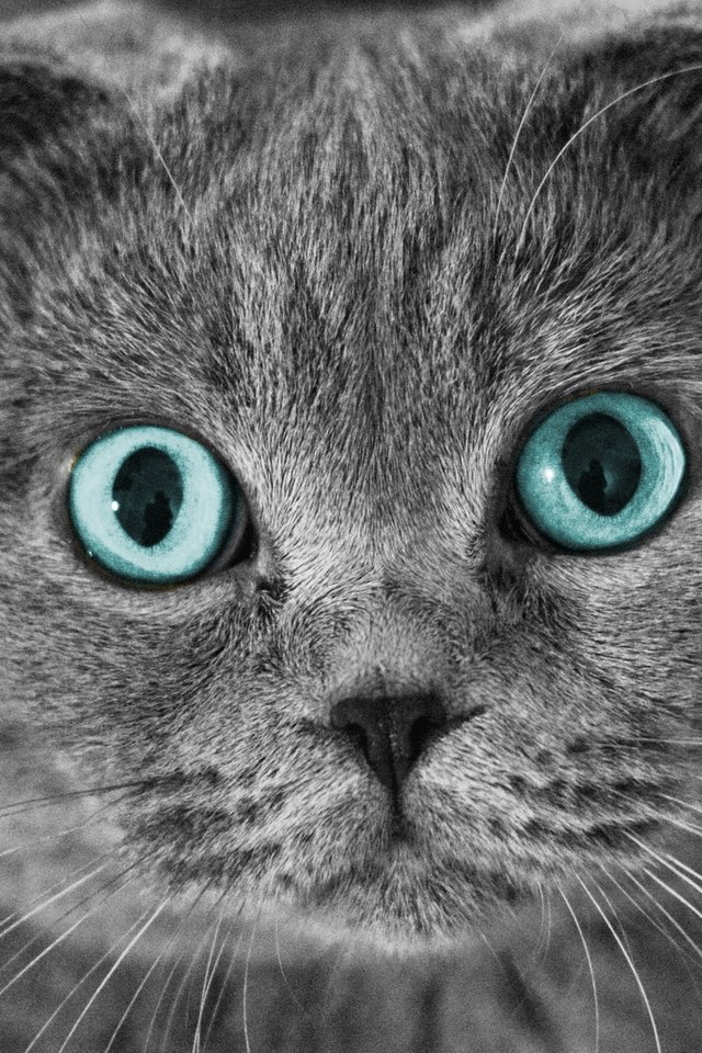 Обои глаза, кот, мордочка, усы, кошка, puxa, шотландский вислоухий, eyes, cat, muzzle, mustache, scottish fold разрешение 1920x1080 Загрузить
