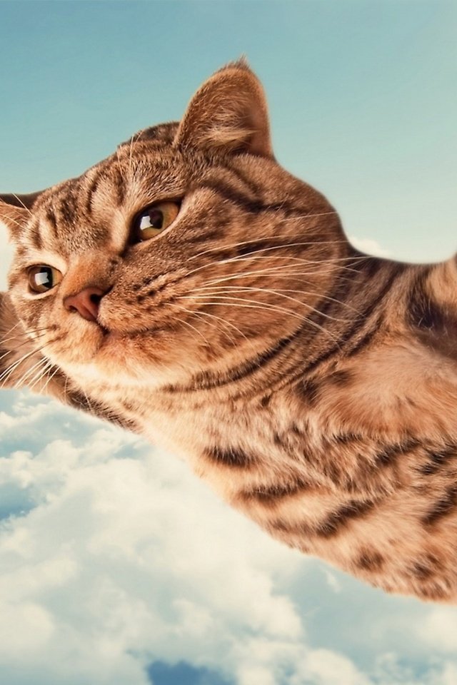 Обои летящий кот, flying cat разрешение 2560x1440 Загрузить