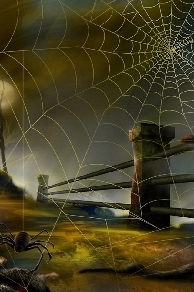 Обои паук и паутина, spider and web разрешение 2560x1440 Загрузить