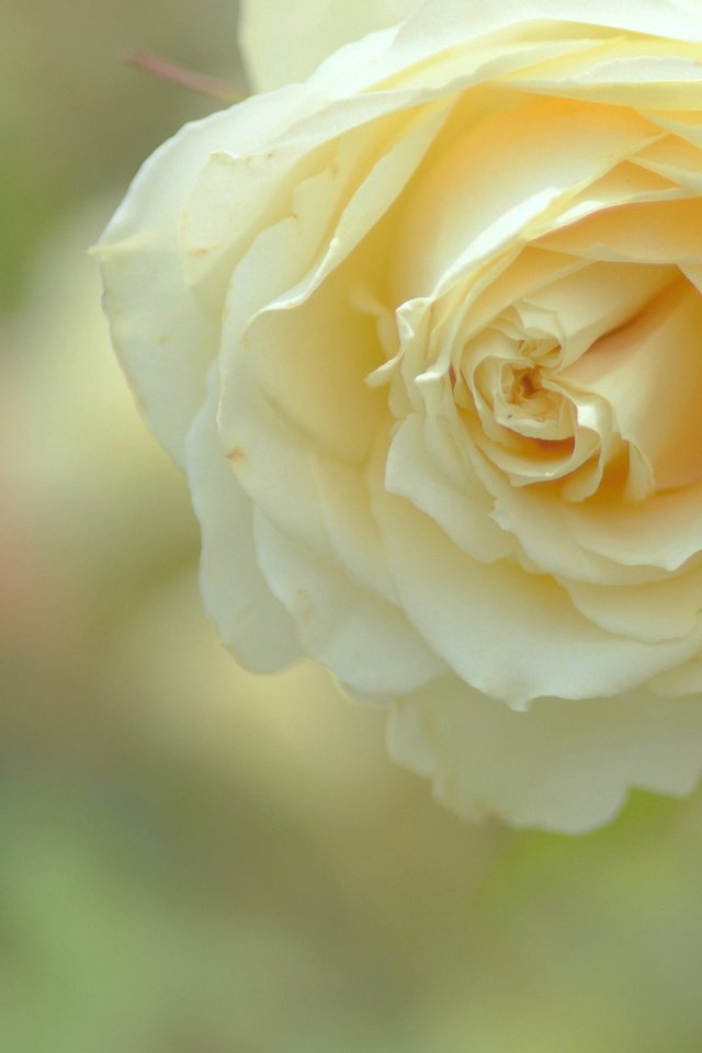 Обои макро, роза, жёлтая, macro, rose, yellow разрешение 1920x1080 Загрузить