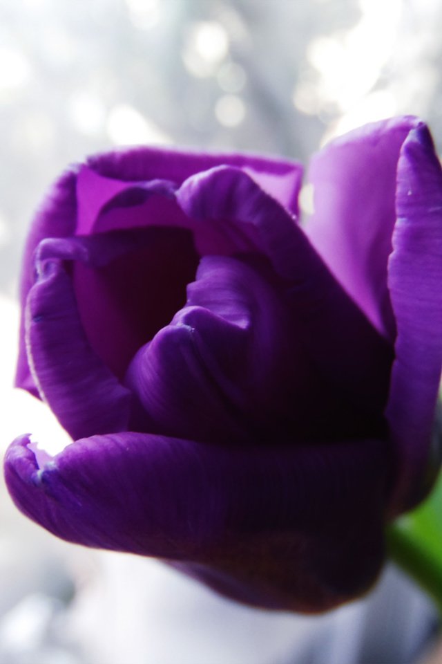 Обои фото, тюльпан, весенний день, photo, tulip, spring day разрешение 2560x1600 Загрузить