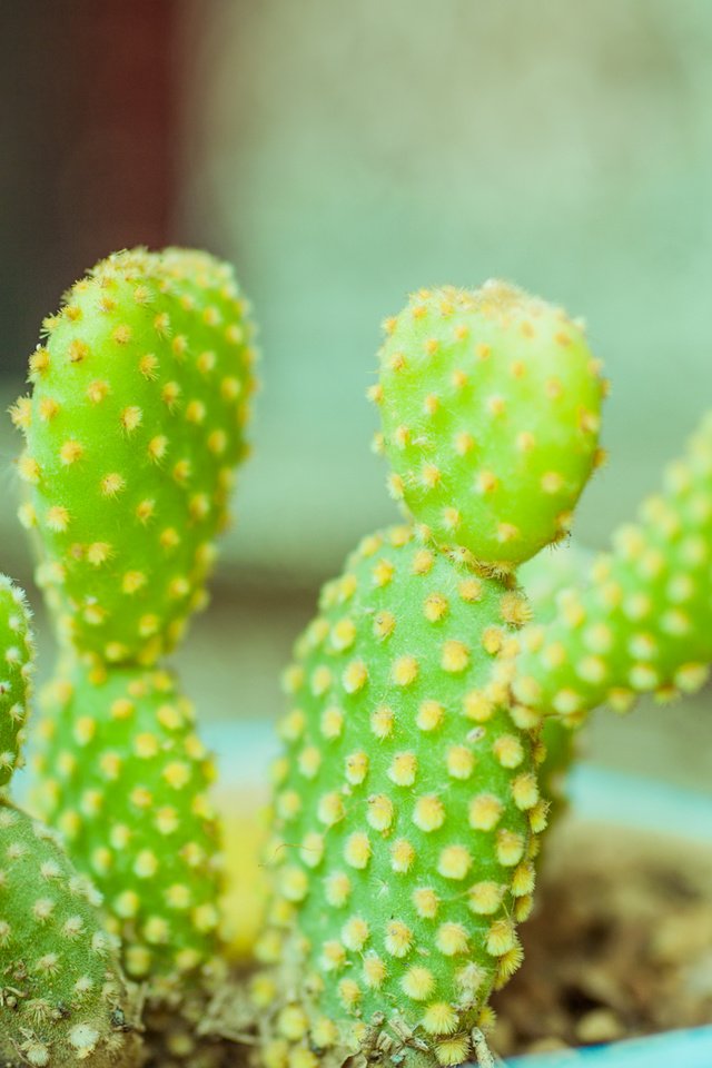 Обои кактусы, cacti разрешение 1920x1080 Загрузить