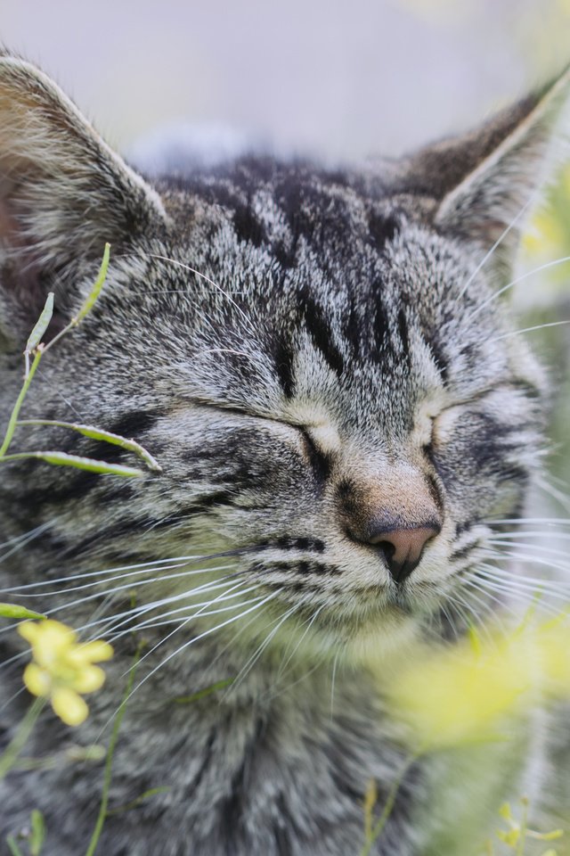 Обои цветы, трава, кот, кошка, серый, flowers, grass, cat, grey разрешение 2560x1600 Загрузить