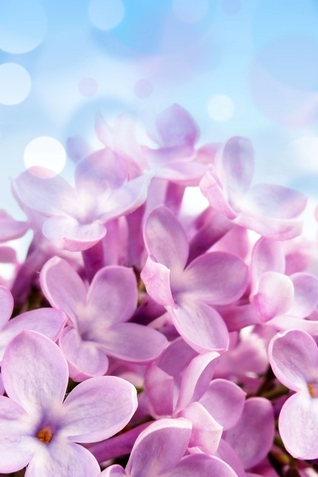 Обои сирень, lilac разрешение 2560x1600 Загрузить