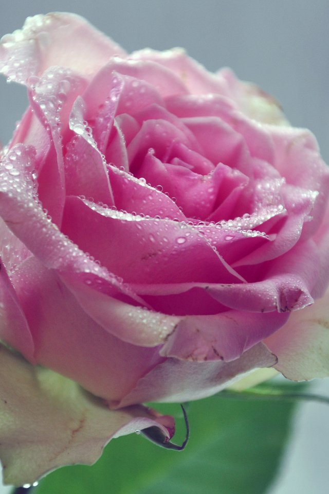 Обои вода, цветок, капли, лепестки, розовая роза, water, flower, drops, petals, pink rose разрешение 2560x1600 Загрузить