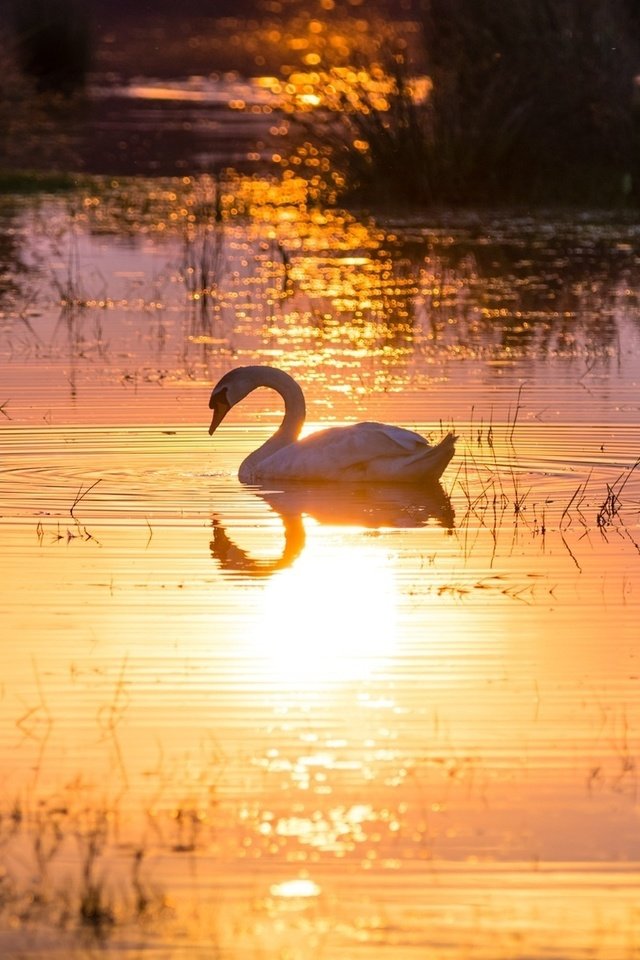 Обои свет, солнце, отражение, водоем, лебедь, грация, light, the sun, reflection, pond, swan, grace разрешение 1920x1200 Загрузить