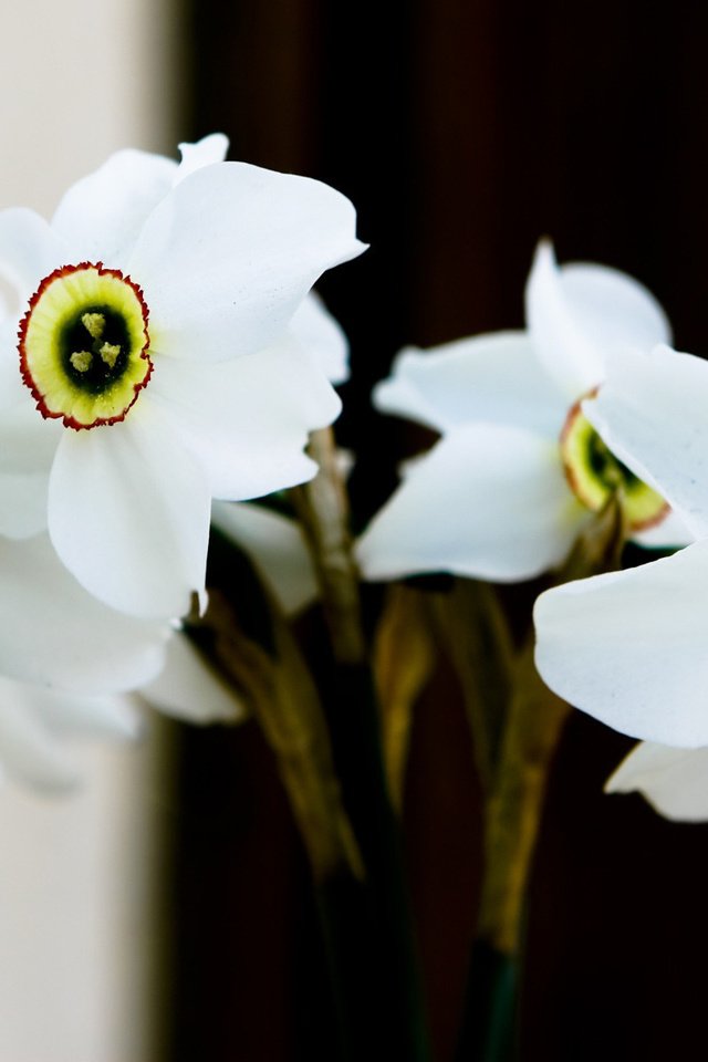 Обои цветы, фон, белый, весна, букет, нарциссы, flowers, background, white, spring, bouquet, daffodils разрешение 1920x1200 Загрузить