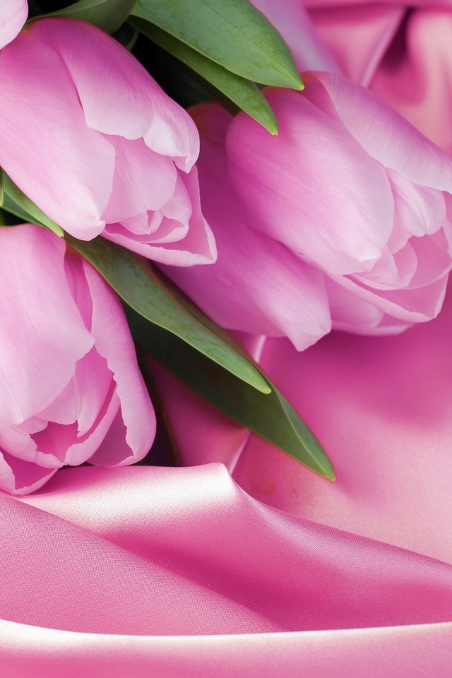Обои розовый, тюльпаны, 8 марта, шелк, pink, tulips, march 8, silk разрешение 2880x1800 Загрузить