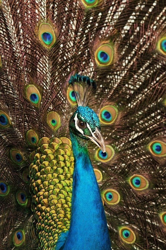 Обои цвета, птица, павлин, перья, хвост, color, bird, peacock, feathers, tail разрешение 1920x1200 Загрузить