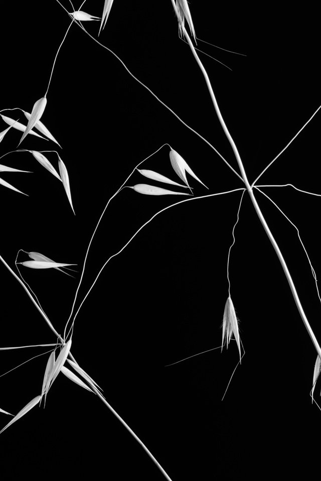 Обои фон, чёрно-белое, растение, злак, crossed lines, background, black and white, plant, cereal разрешение 2500x1667 Загрузить