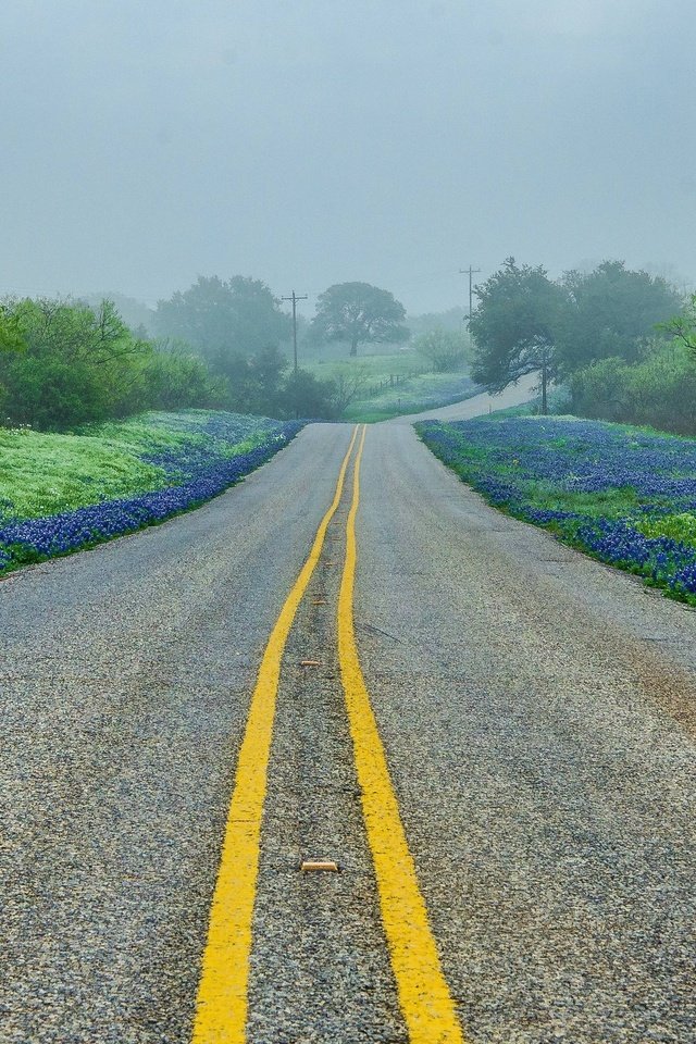 Обои дорога, деревья, пейзаж, туман, техас-хилл, road, trees, landscape, fog, texas hill разрешение 2560x1600 Загрузить