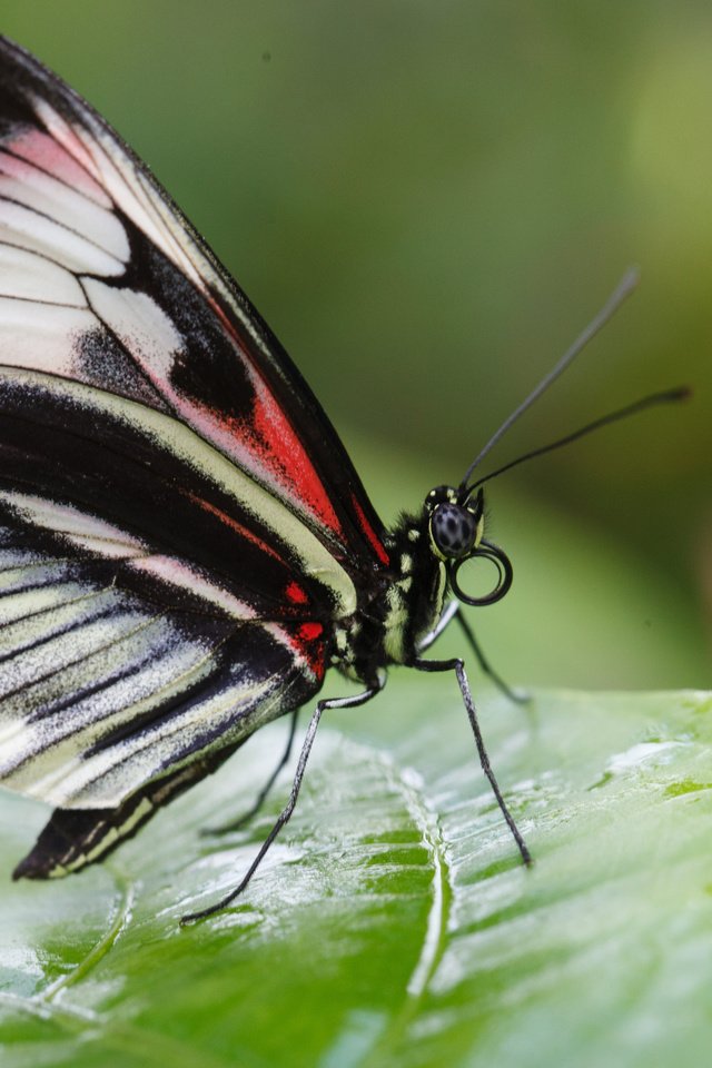 Обои макро, насекомое, листок, бабочка, крылья, macro, insect, leaf, butterfly, wings разрешение 2560x1600 Загрузить