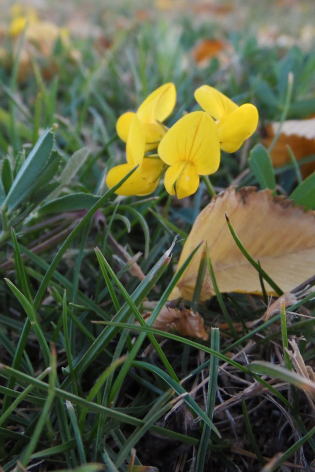 Обои цветы, трава, листья, сухие веточки, лядвенец, flowers, grass, leaves, dry twigs разрешение 2560x1600 Загрузить