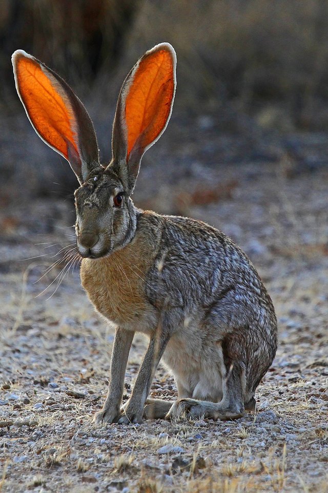 Обои трава, природа, уши, заяц, grass, nature, ears, hare разрешение 1920x1200 Загрузить