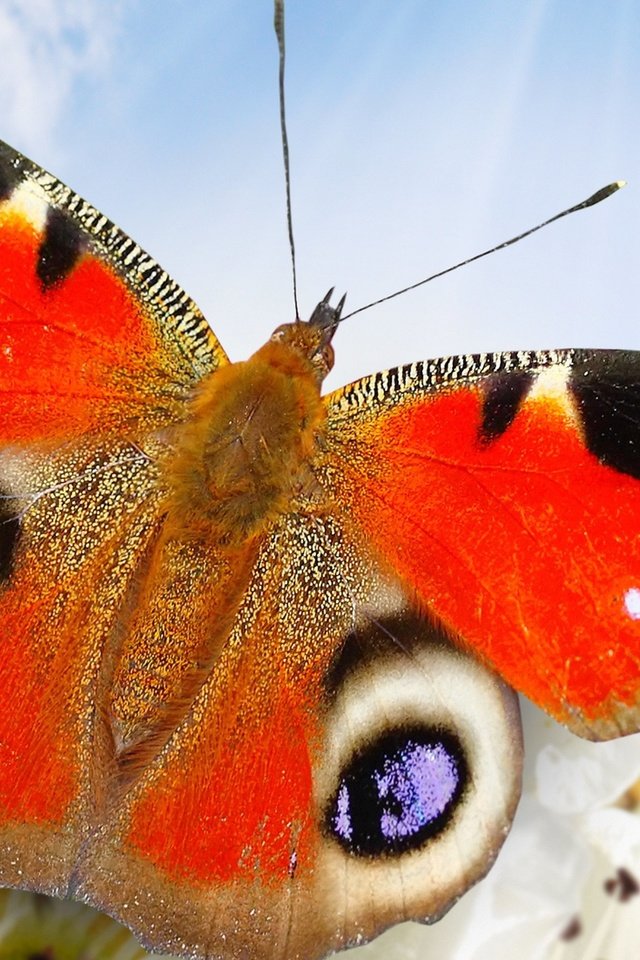 Обои небо, цветы, бабочка, крупным планом, the sky, flowers, butterfly, closeup разрешение 2560x1600 Загрузить