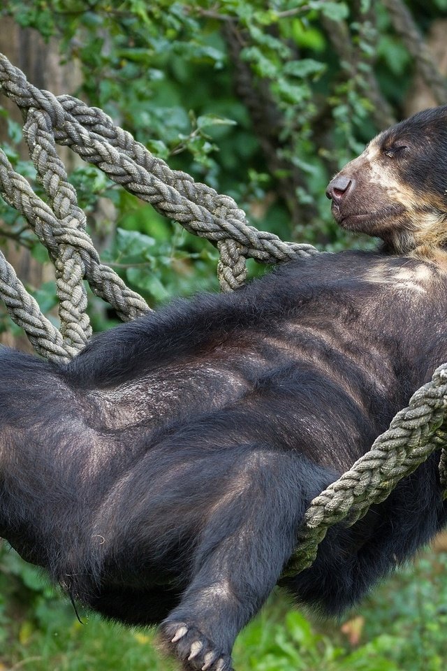 Обои медведь, отдых, гамак, расслабон, очковый медведь, bear, stay, hammock, chill, spectacled bear разрешение 1920x1200 Загрузить