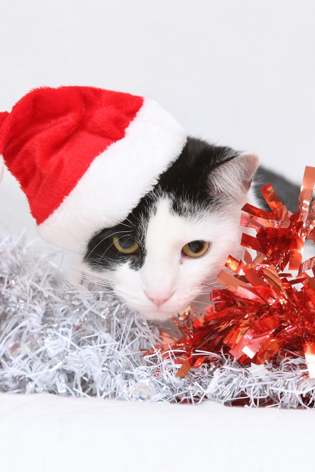 Обои новый год, кот, кошка, подарки, котенок, колпак, коробки, мишура, new year, cat, gifts, kitty, cap, box, tinsel разрешение 4800x3200 Загрузить