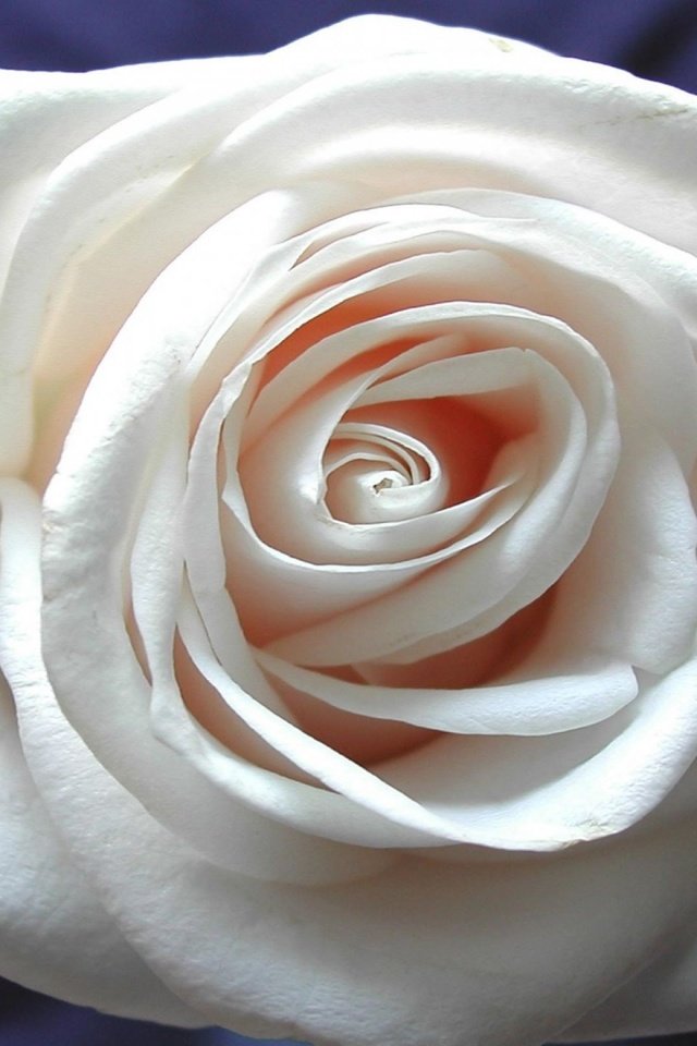 Обои rose white background - красивый цветок девуш, rose white background - beautiful flower g разрешение 2560x1600 Загрузить
