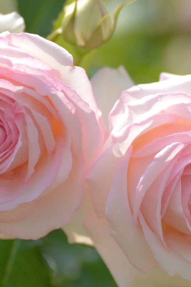 Обои розы, дуэт, roses, duo разрешение 1920x1200 Загрузить