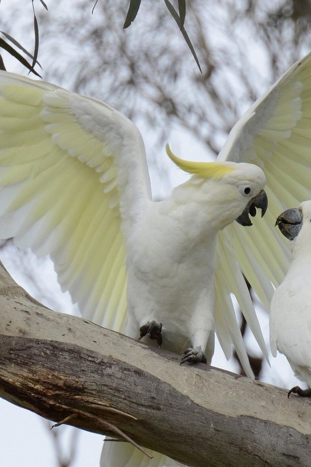 Обои ветка, птицы, попугай, большой желтохохлый какаду, branch, birds, parrot, big jeltuhay cockatoo разрешение 1920x1200 Загрузить