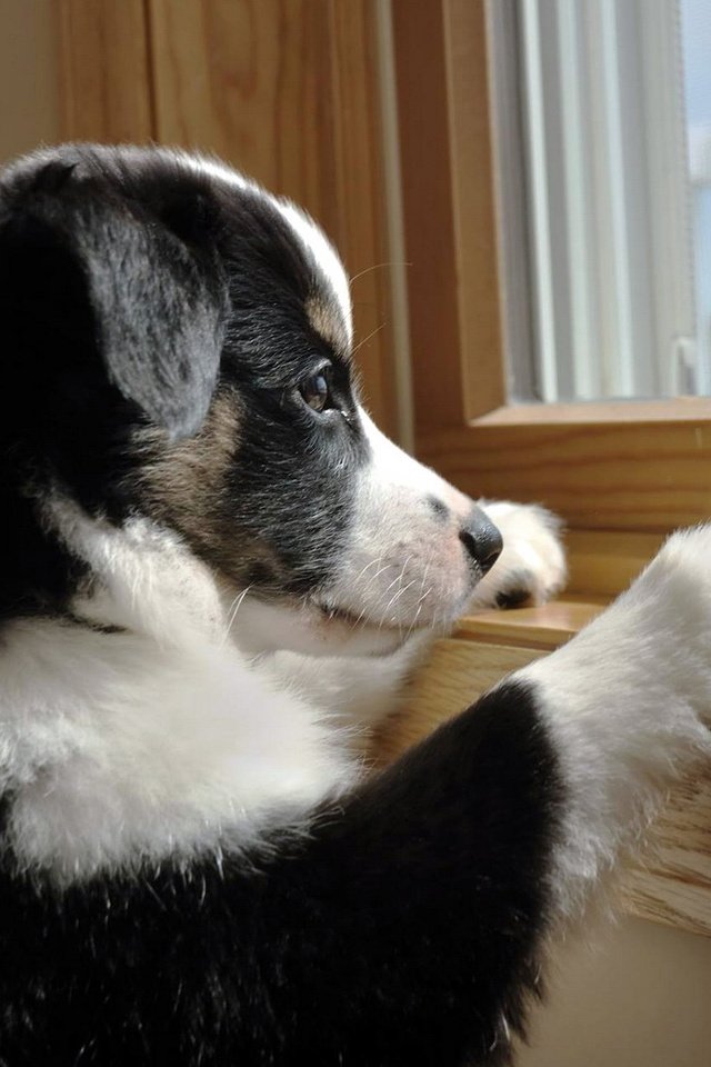 Обои собака, щенок, окно, друг, dog, puppy, window, each разрешение 1920x1200 Загрузить