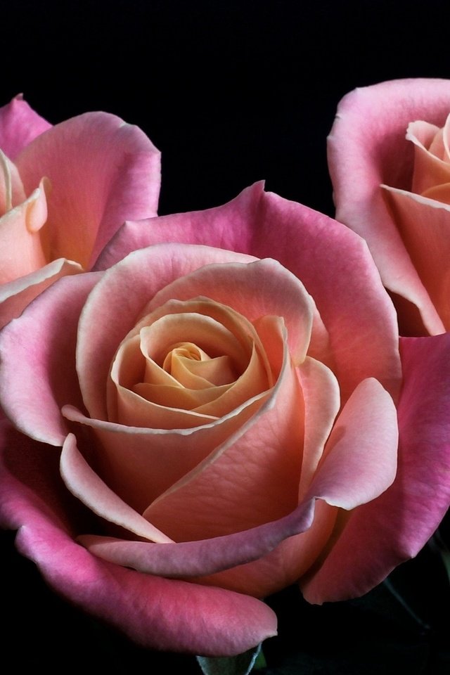 Обои цветы, бутоны, розы, лепестки, черный фон, розовые, flowers, buds, roses, petals, black background, pink разрешение 1920x1200 Загрузить