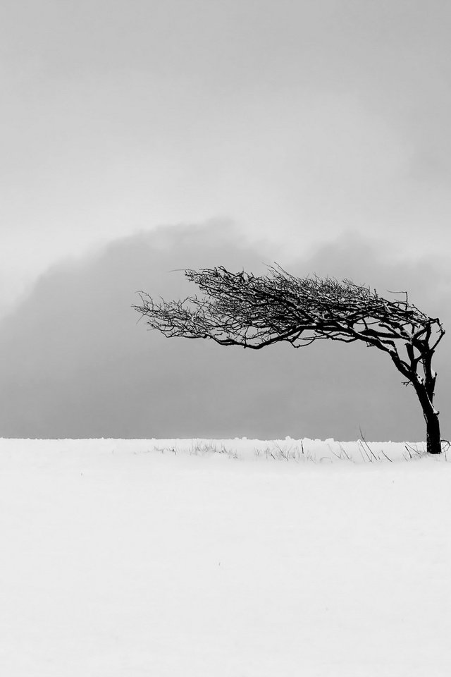 Обои снег, дерево, поле, м, snow, tree, field, m разрешение 1920x1200 Загрузить