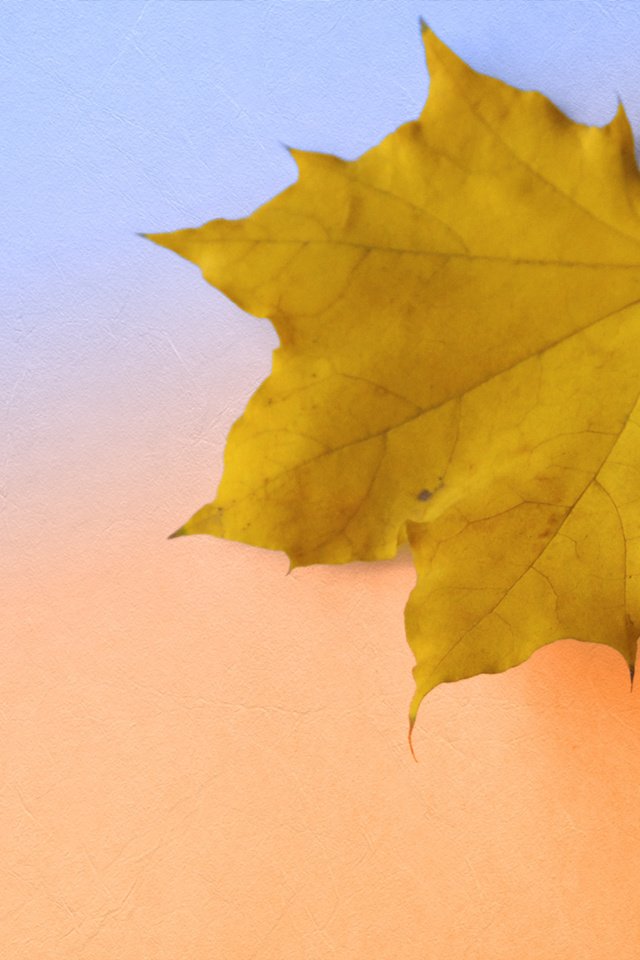 Обои осень, крупный план, кленовый лист, autumn, close-up, maple leaf разрешение 2560x1667 Загрузить