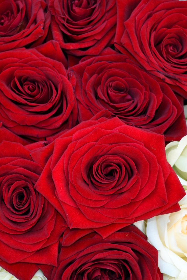 Обои цветы, розы, красная, букет, коробочка, предложение, flowers, roses, red, bouquet, box, offer разрешение 2560x1600 Загрузить