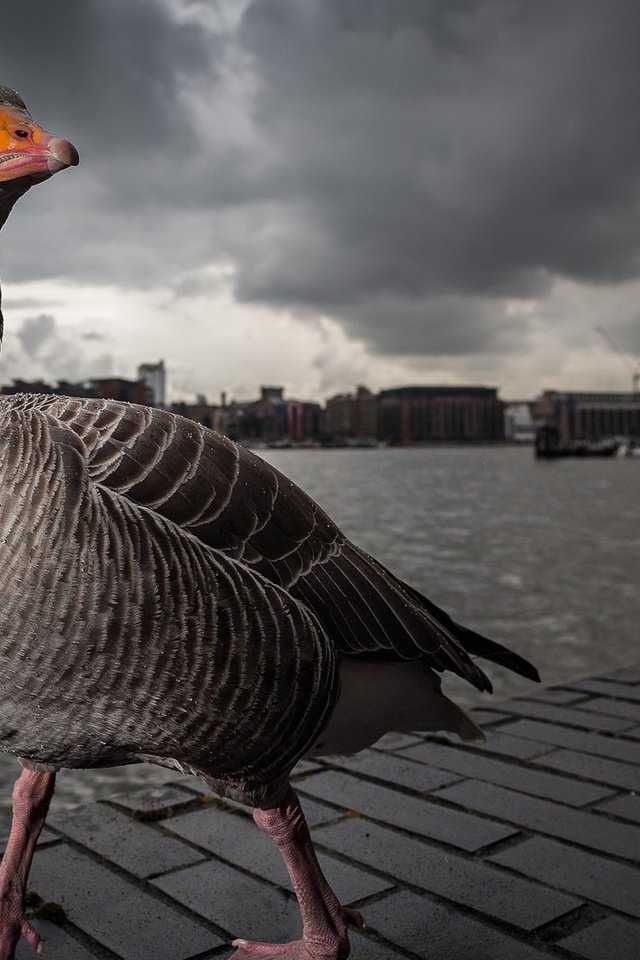 Обои лондон, темза, серый, прогулка, гусь, london, thames, grey, walk, goose разрешение 1920x1200 Загрузить