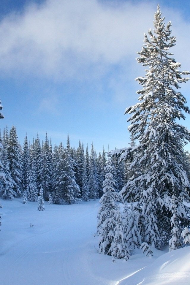 Обои небо, снег, зима, елки, ели, the sky, snow, winter, tree, ate разрешение 1920x1080 Загрузить