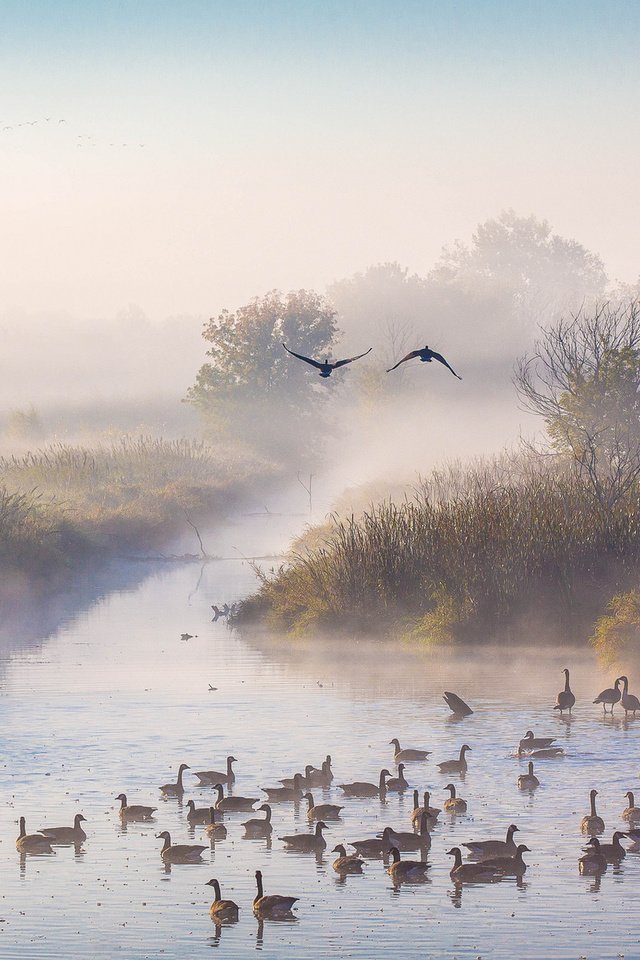 Обои река, утро, туман, осень, утки, октябрь, river, morning, fog, autumn, duck, october разрешение 1920x1200 Загрузить